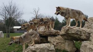 réveillez-votre-instinct-animal.miniature