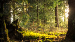 team-building-balade-des-5-sens team-building-balade-des-5-sens